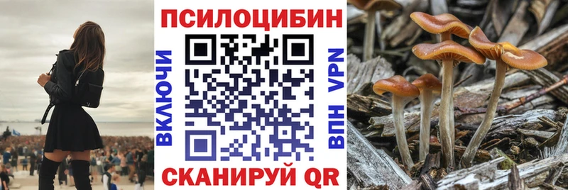 как найти закладки  Петропавловск-Камчатский  Псилоцибиновые грибы прущие грибы 